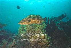 Decorated Grouper.jpg